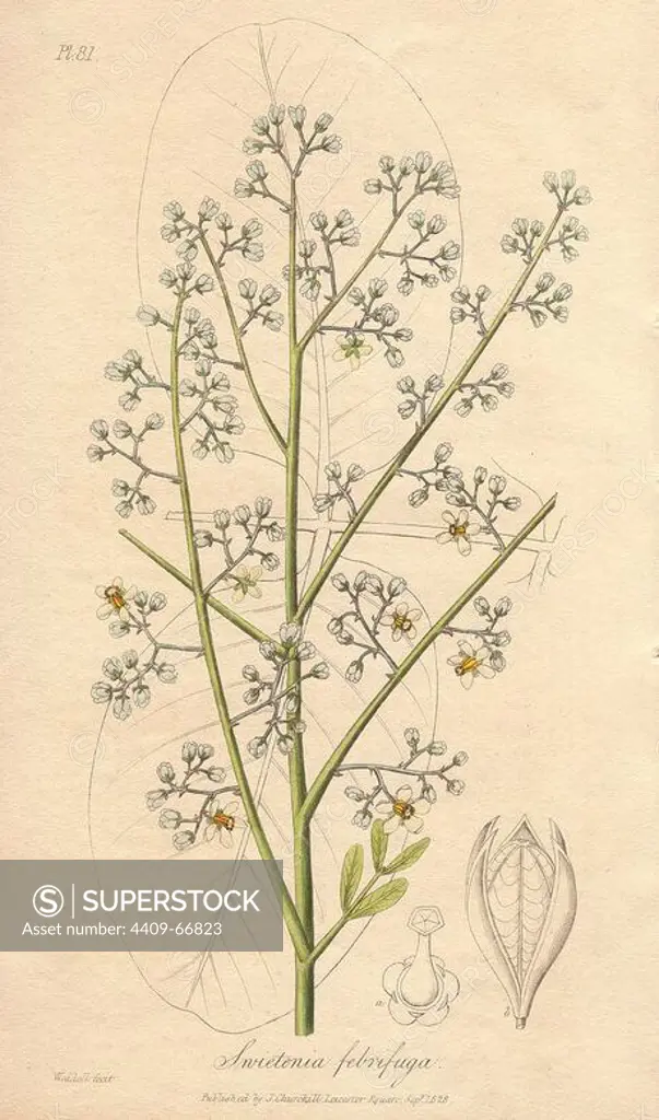 Indian red wood, Soymida febrifuga. Handcoloured botanical illustration drawn and engraved on steel by Weddell from John Stephenson and James Morss Churchill's "Medical Botany: or Illustrations and descriptions of the medicinal plants of the London, Edinburgh, and Dublin pharmacopias," John Churchill, London, 1831.