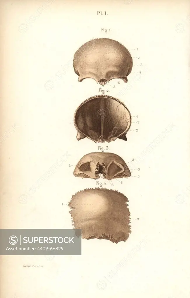 Frontal bones of the skull. Handcolored steel engraving by Corbie of a drawing by Corbie from Dr. Joseph Nicolas Masse's "Petit Atlas complet d'Anatomie descriptive du Corps Humain," Paris, 1864, published by Mequignon-Marvis. Masse's "Pocket Anatomy of the Human Body" was first published in 1848 and went through many editions.