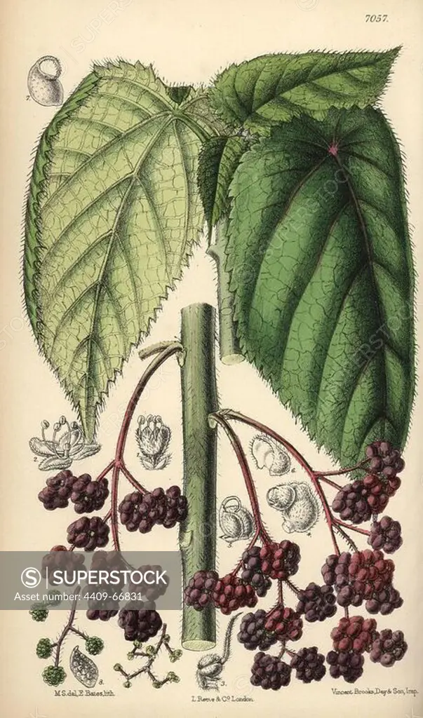 Laportea moroides, stinging nettle native to Queensland, Australia. Hand-coloured botanical illustration drawn by Matilda Smith and lithographed by E. Bates from Joseph Dalton Hooker's "Curtis's Botanical Magazine," 1889, L. Reeve & Co. A second-cousin and pupil of Sir Joseph Dalton Hooker, Matilda Smith (1854-1926) was the main artist for the Botanical Magazine from 1887 until 1920 and contributed 2,300 illustrations.