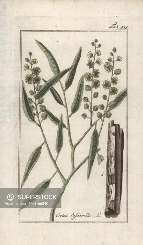 Cascarilla, Croton eluteria. Handcoloured copperplate botanical engraving from Johannes Zorn's "Afbeelding der Artseny-Gewassen," Jan Christiaan Sepp, Amsterdam, 1796. Zorn first published his illustrated medical botany in Nurnberg in 1780 with 500 plates, and a Dutch edition followed in 1796 published by J.C. Sepp with an additional 100 plates. Zorn (1739-1799) was a German pharmacist and botanist who collected medical plants from all over Europe for his "Icones plantarum medicinalium" for apothecaries and doctors.
