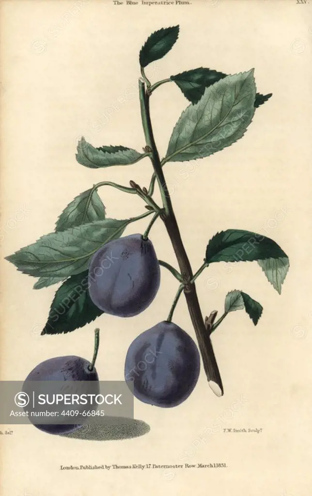 Ripe fruit and leaves of the Blue Imperatrice Plum, Prunus domestica. Hand-colored illustration by Edwin Dalton Smith engraved by Watts from Charles McIntosh's "Flora and Pomona" 1829. McIntosh (1794-1864) was a Scottish gardener to European aristocracy and royalty, and author of many book on gardening. E.D. Smith was a botanical artist who drew for Robert Sweet, Benjamin Maund, etc.