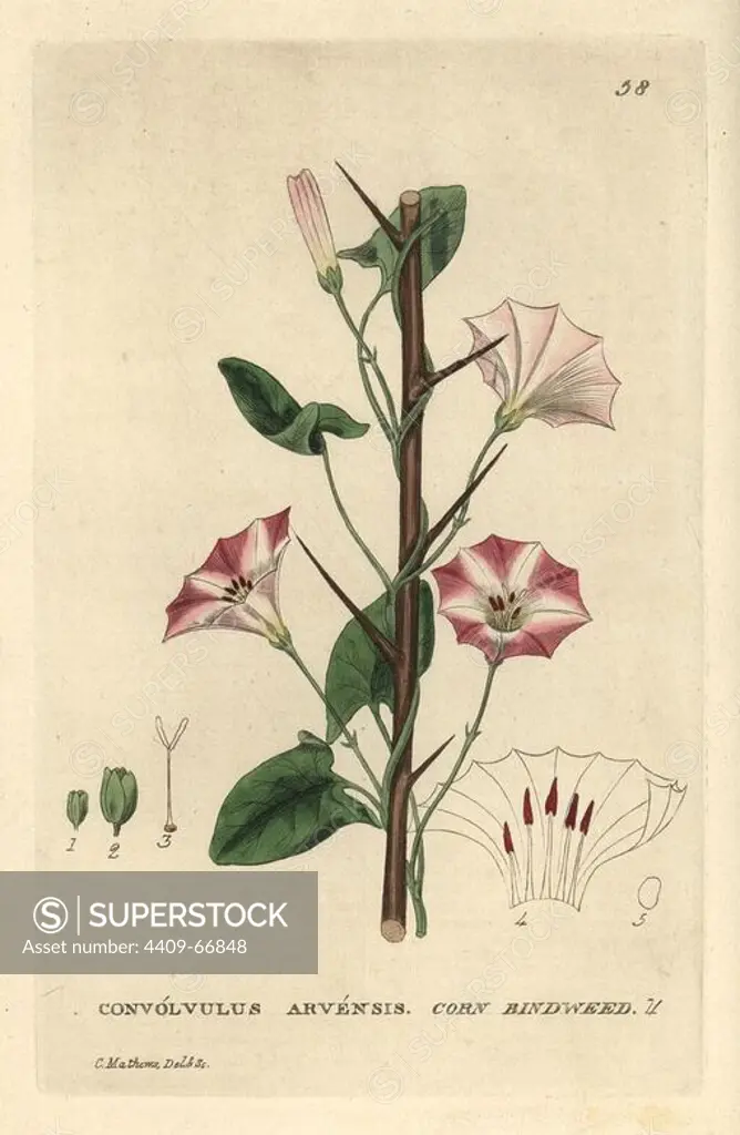 Corn bindweed, Convolvulus arvensis. Handcoloured copperplate engraving from a drawing by C. Mathews from William Baxter's "British Phaenogamous Botany" 1834. Scotsman William Baxter (1788-1871) was the curator of the Oxford Botanic Garden from 1813 to 1854.