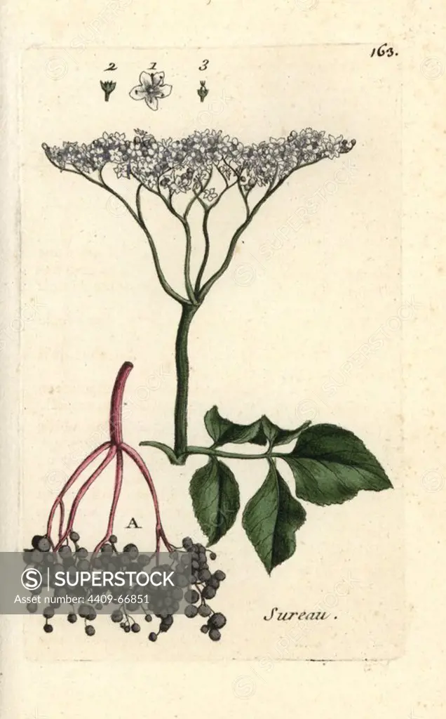 Elderberry, Sambucus nigra. Handcoloured botanical drawn and engraved by Pierre Bulliard from his own "Flora Parisiensis," 1776, Paris, P. F. Didot. Pierre Bulliard (1752-1793) was a famous French botanist who pioneered the three-colour-plate printing technique. His introduction to the flowers of Paris included 640 plants.