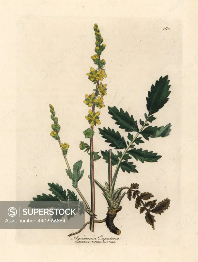 Agrimony, Agrimonia eupatoria. Handcoloured copperplate engraving from a botanical illustration by James Sowerby from William Woodville and Sir William Jackson Hooker's "Medical Botany," John Bohn, London, 1832. The tireless Sowerby (1757-1822) drew over 2, 500 plants for Smith's mammoth "English Botany" (1790-1814) and 440 mushrooms for "Coloured Figures of English Fungi " (1797) among many other works.