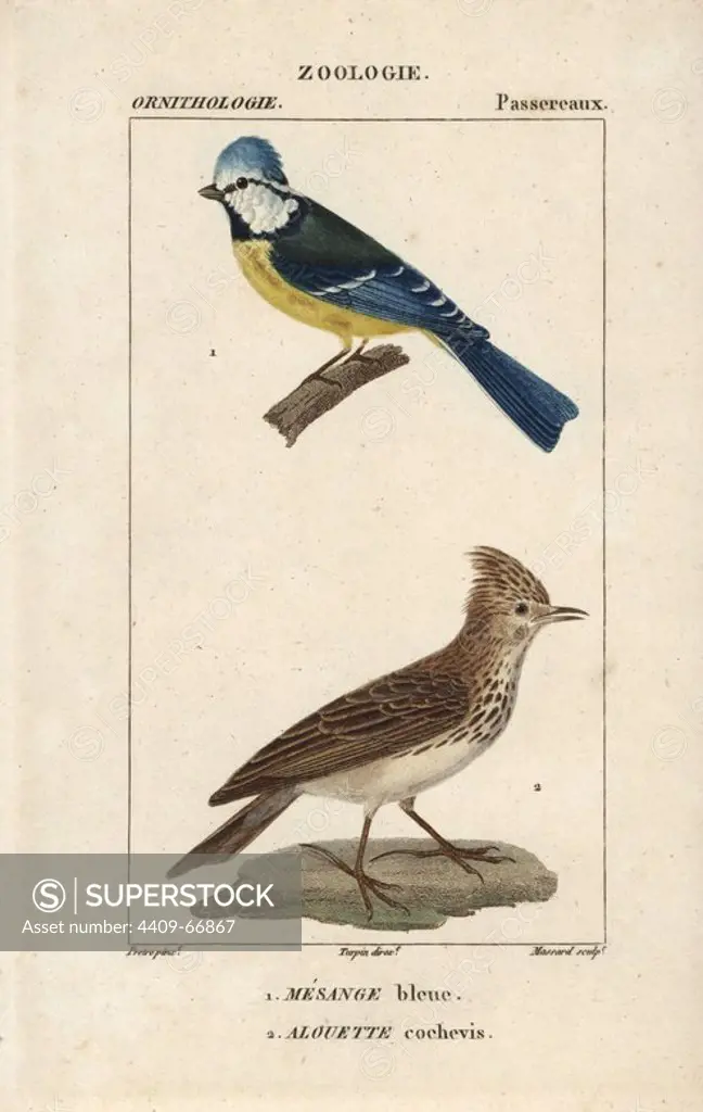 Blue tit, Parus caeruleus, and crested lark, Galerida cristata. Handcoloured copperplate stipple engraving from Dumont de Sainte-Croix's "Dictionary of Natural Science: Ornithology," Paris, France, 1816-1830. Illustration by J. G. Pretre, engraved by David, directed by Pierre Jean-Francois Turpin, and published by F.G. Levrault. Jean Gabriel Pretre (1780~1845) was painter of natural history at Empress Josephine's zoo and later became artist to the Museum of Natural History. Turpin (1775-1840) is considered one of the greatest French botanical illustrators of the 19th century.