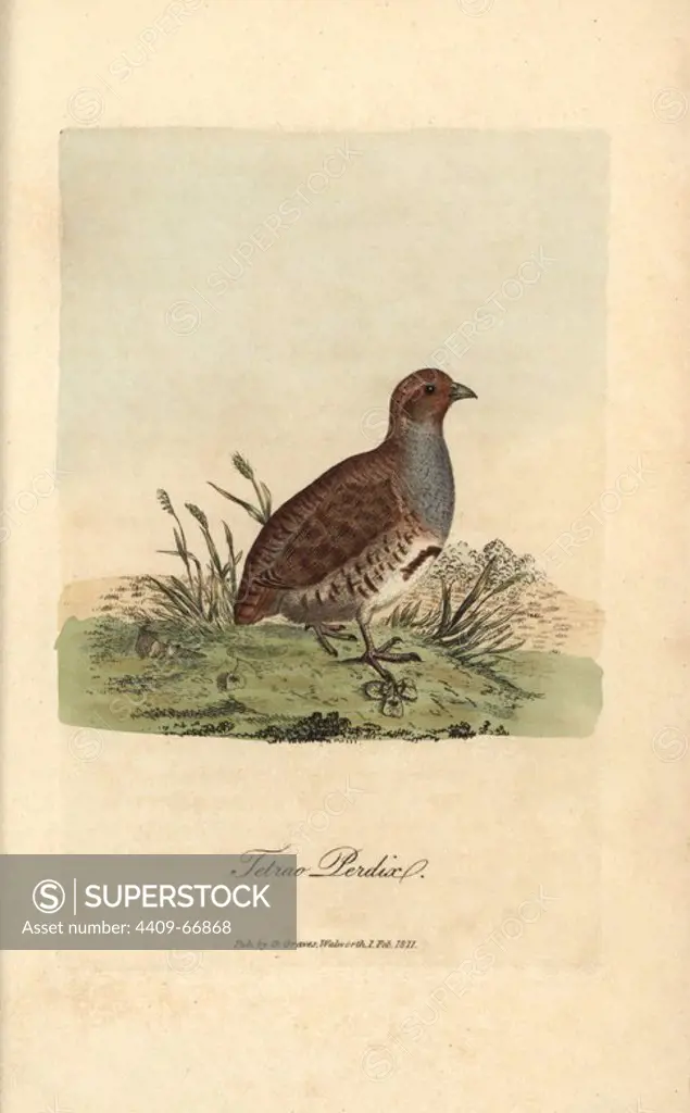 Grey or English partridge, Tetrao perdix, Perdix perdix. Handcoloured copperplate engraving by George Graves from "British Ornithology" 1811. Graves was a bookseller, publisher, artist, engraver and colorist and worked on botanical and ornithological books.