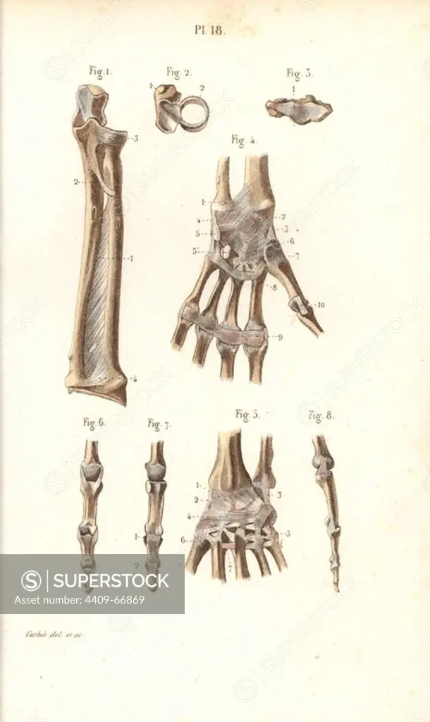 Forearm, wrist and finger bones. Handcolored steel engraving by Corbie of a drawing by Corbie from Dr. Joseph Nicolas Masse's "Petit Atlas complet d'Anatomie descriptive du Corps Humain," Paris, 1864, published by Mequignon-Marvis. Masse's "Pocket Anatomy of the Human Body" was first published in 1848 and went through many editions.