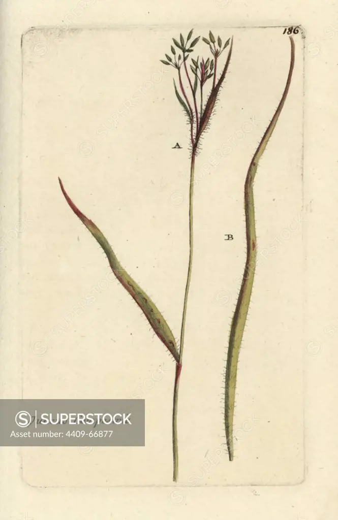 Hairy field rush, Juncus campestris. Handcoloured botanical drawn and engraved by Pierre Bulliard from his own "Flora Parisiensis," 1776, Paris, P. F. Didot. Pierre Bulliard (1752-1793) was a famous French botanist who pioneered the three-colour-plate printing technique. His introduction to the flowers of Paris included 640 plants.