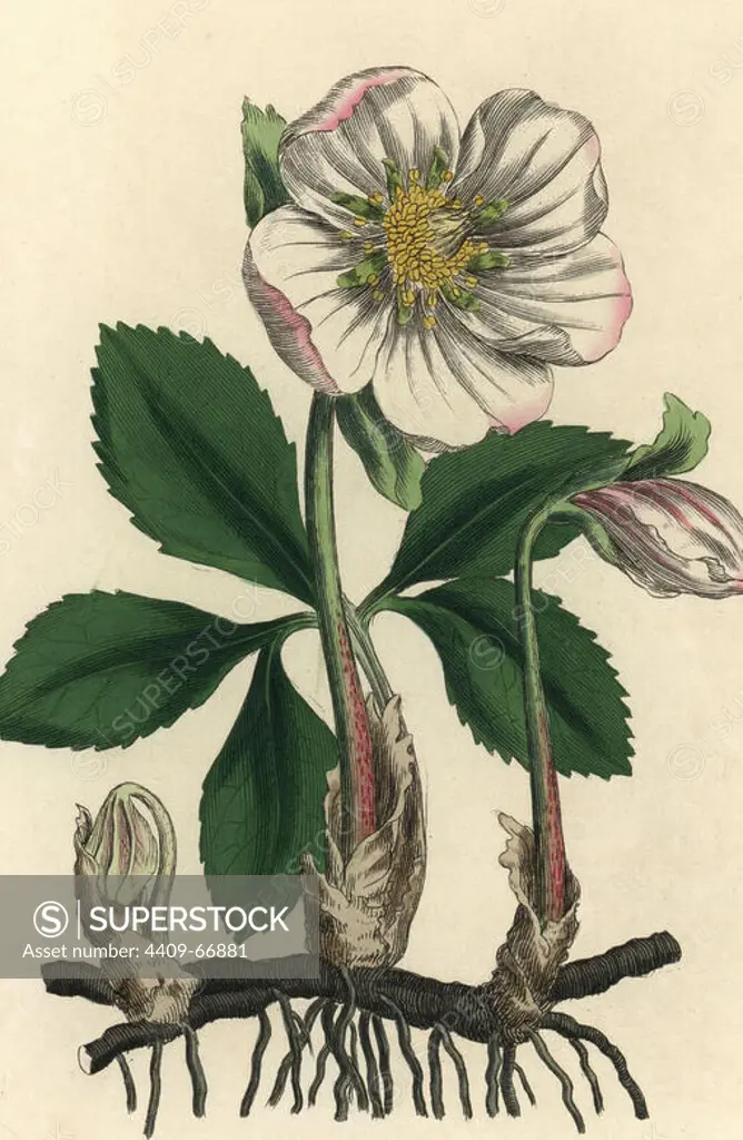 White flowered black hellebore or Christmas rose, Helleborus niger. Handcolored copperplate engraving from a botanical illustration by James Sowerby from William Woodville and Sir William Jackson Hooker's "Medical Botany" 1832. The tireless Sowerby (1757-1822) drew over 2,500 plants for Smith's mammoth "English Botany" (1790-1814) and 440 mushrooms for "Coloured Figures of English Fungi " (1797) among many other works.