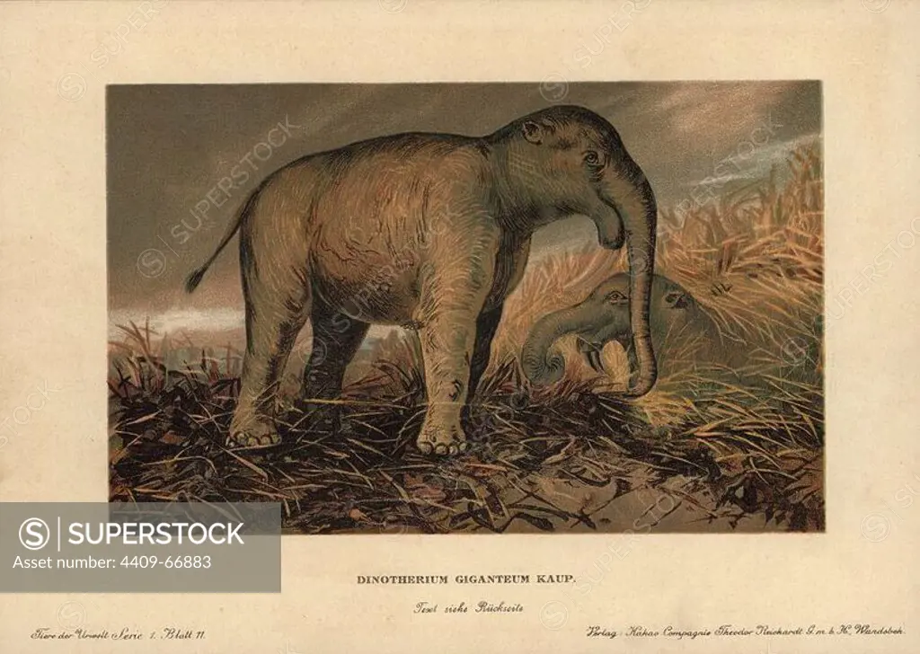 Deinotherium giganteum, large prehistoric relative of the elephant that appeared in the Middle Miocene and continued until the Early Pleistocene. Colour printed (chromolithograph) illustration by F. John from "Tiere der Urwelt" Animals of the Prehistoric World, 1910, Hamburg. From a series of prehistoric creature cards published by the Reichardt Cocoa company.