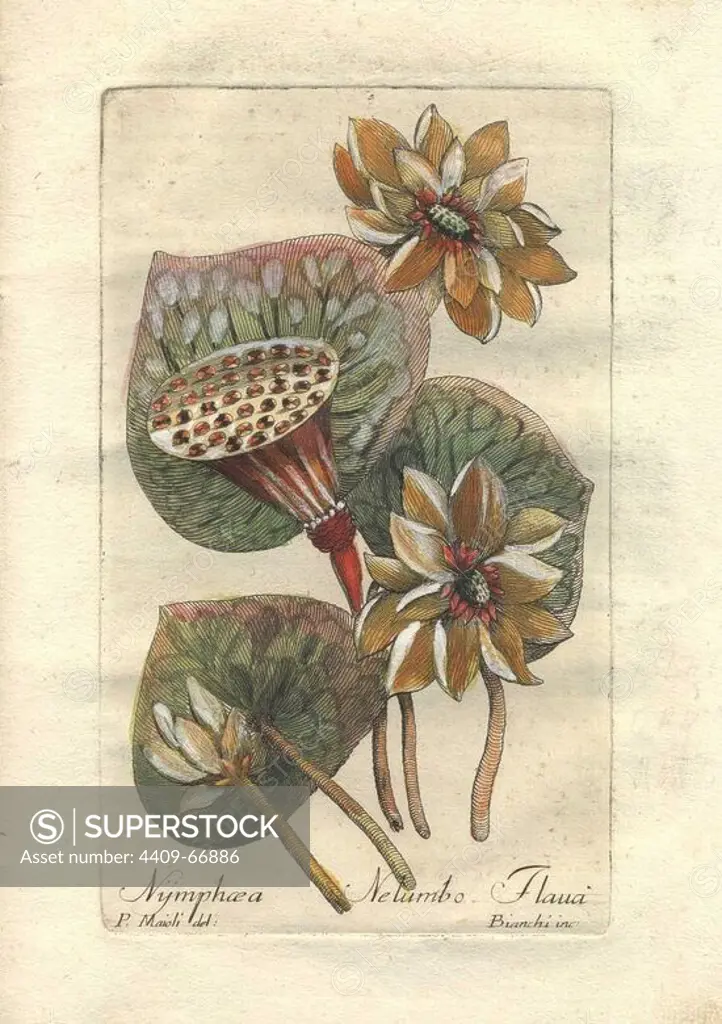 The yellow American lotus or waterlily (Nelumbo lutea, Nymphaea nelumbo flava). Handcolored copperplate engraving by Majoli from John Hill's "Decade of Curious and Elegant Trees and Plants" (1786) It had first been published in London in 1773. The new edition had 10 hand-coloured botanical plates by P. Maioli (Majoli) engraved by Giuseppe Bianchi and depicted unusual plants such as carnivorous pitcher plants and Venus flytraps for the first time.