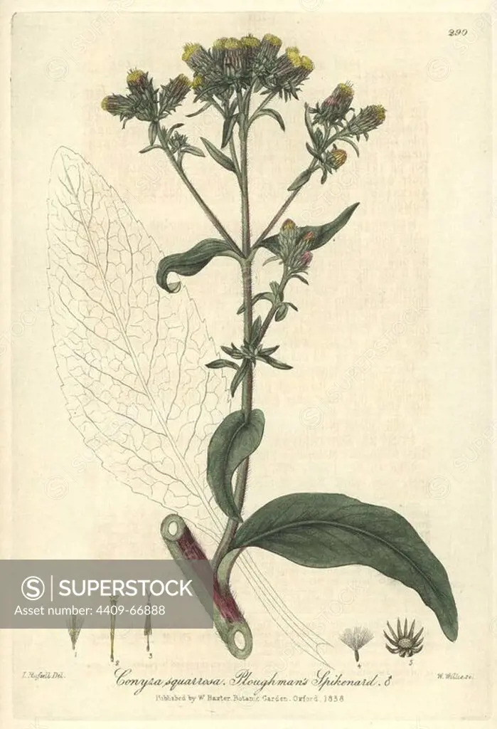 Ploughman's spikenard, Conyza squarrosa. Handcoloured copperplate engraved by W. Willis from a drawing by Isaac Russell from William Baxter's "British Phaenogamous Botany," Oxford, 1838. Scotsman William Baxter (1788-1871) was the curator of the Oxford Botanic Garden from 1813 to 1854.