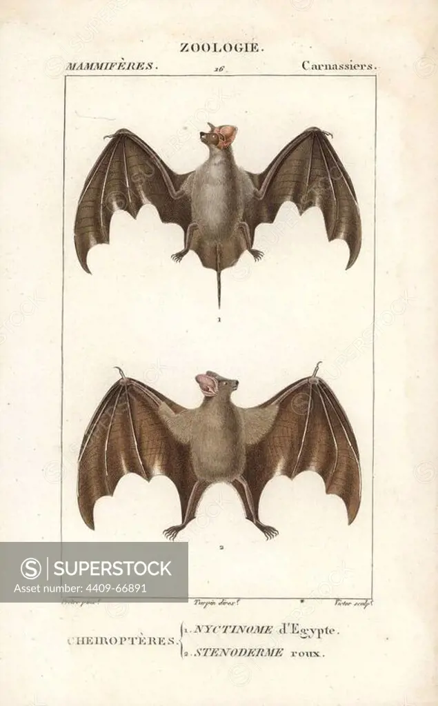 Egyptian guano bat, Tadarida aegyptiaca, and red fruit bat, Sternoderma rufum (vulnerable). Handcoloured copperplate stipple engraving from Frederic Cuvier's "Dictionary of Natural Science: Mammals," Paris, France, 1816. Illustration by J. G. Pretre, engraved by Victor, directed by Pierre Jean-Francois Turpin, and published by F.G. Levrault. Jean Gabriel Pretre (1780~1845) was painter of natural history at Empress Josephine's zoo and later became artist to the Museum of Natural History. Turpin (1775-1840) is considered one of the greatest French botanical illustrators of the 19th century.