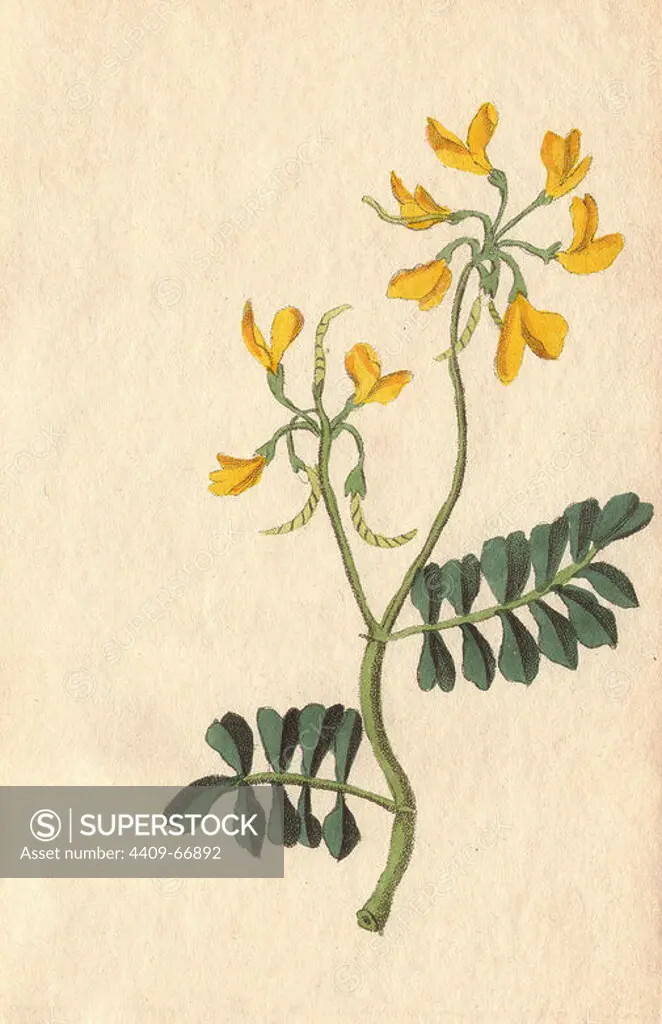 Day-smelling or sea-green coronilla, Coronilla glauca, yellow flowered shrub with evergreen foliage.. Illustration by Henrietta Moriarty from "Fifty Plates of Greenhouse Plants" (1807), a re-issue of her own "Viridarium" (1806), with handcoloured copperplate engravings. Moriarty was a colonel's widow who turned to writing novels and illustrating botanical books to support her four children.