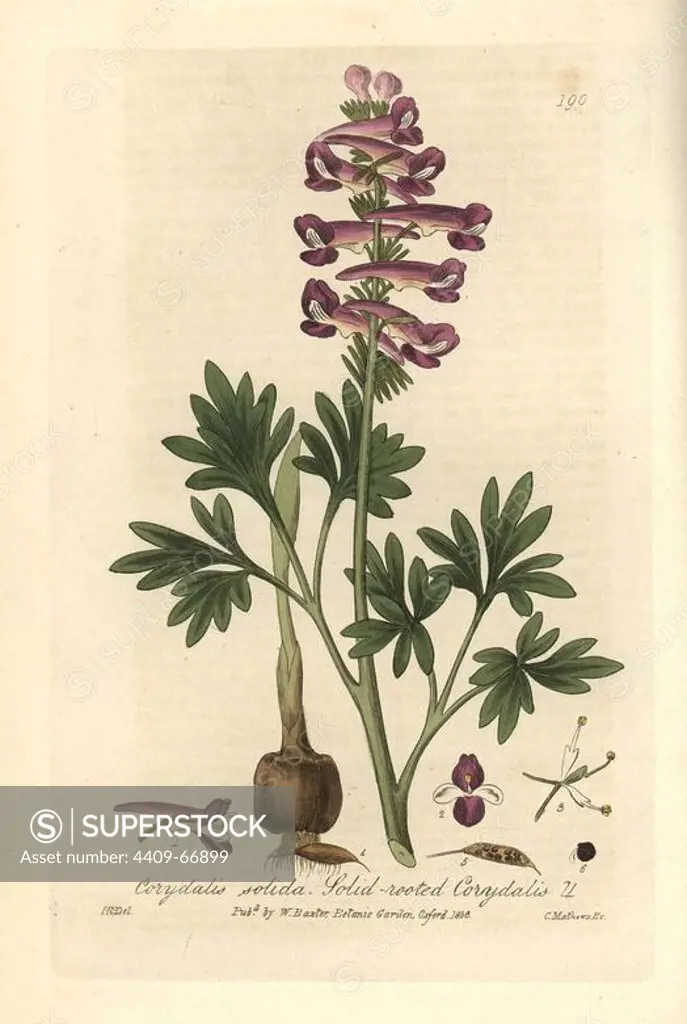 Solid-rooted corydalis, Corydalis solida. Handcoloured copperplate engraving by Charles Mathews from a drawing by Isaac Russell from William Baxter's "British Phaenogamous Botany" 1836. Scotsman William Baxter (1788-1871) was the curator of the Oxford Botanic Garden from 1813 to 1854.