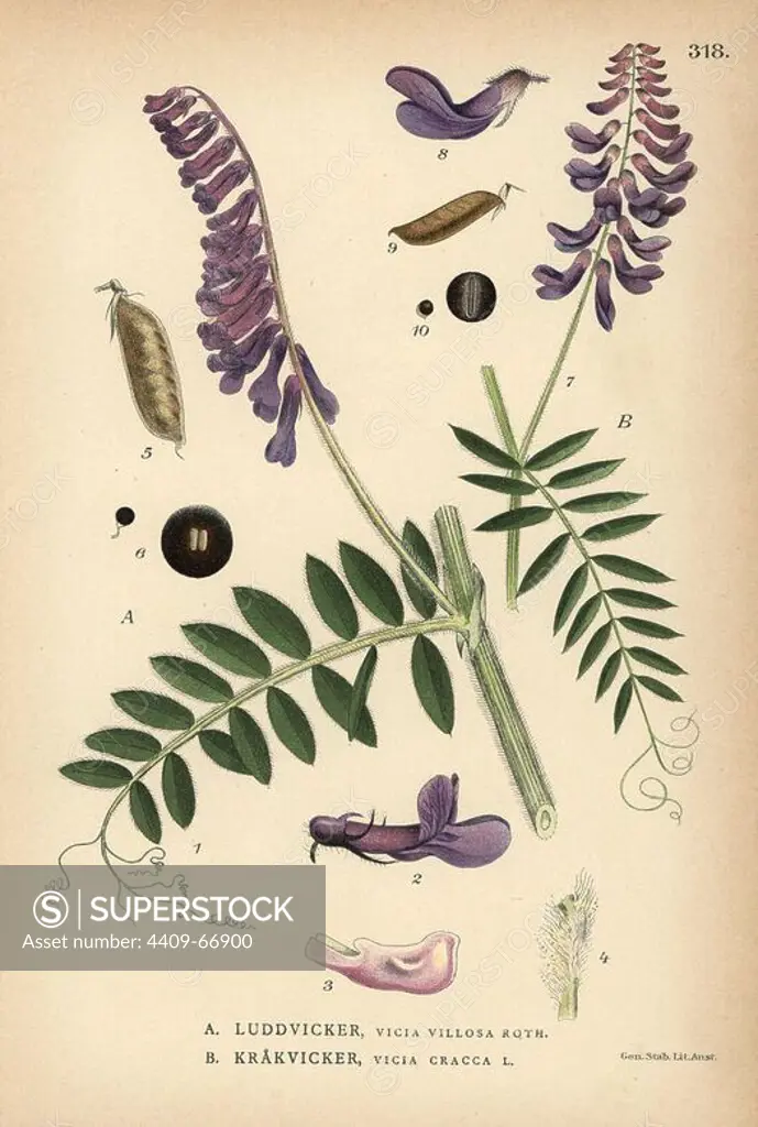 Hairy or winter vetch, Vicia villosa Roth. and tufted vetch, Vicia cracca. Chromolithograph from Carl Lindman's "Bilder ur Nordens Flora" (Pictures of Northern Flora), Stockholm, Wahlstrom & Widstrand, 1905. Lindman (1856-1928) was Professor of Botany at the Swedish Museum of Natural History (Naturhistoriska Riksmuseet). The chromolithographs were based on Johan Wilhelm Palmstruch's "Svensk botanik," 1802-1843.
