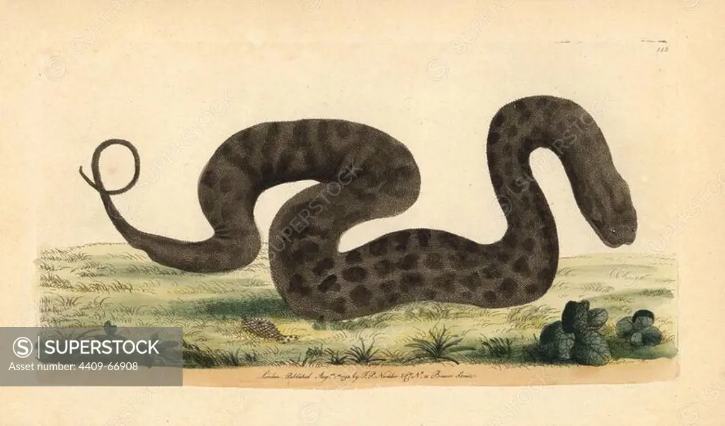 Javan file snake, elephant trunk snake, Acrochordus javanicus. Illustration signed N (Frederick Nodder).. Handcolored copperplate engraving from George Shaw and Frederick Nodder's "The Naturalist's Miscellany" 1793.. Frederick Polydore Nodder (1751~1801) was a gifted natural history artist and engraver. Nodder honed his draftsmanship working on Captain Cook and Joseph Banks' Florilegium and engraving Sydney Parkinson's sketches of Australian plants. He was made "botanic painter to her majesty" Queen Charlotte in 1785. Nodder also drew the botanical studies in Thomas Martyn's Flora Rustica (1792) and 38 Plates (1799). Most of the 1,064 illustrations of animals, birds, insects, crustaceans, fishes, marine life and microscopic creatures for the Naturalist's Miscellany were drawn, engraved and published by Frederick Nodder's family. Frederick himself drew and engraved many of the copperplates until his death. His wife Elizabeth is credited as publisher on the volumes after 1801. Their son
