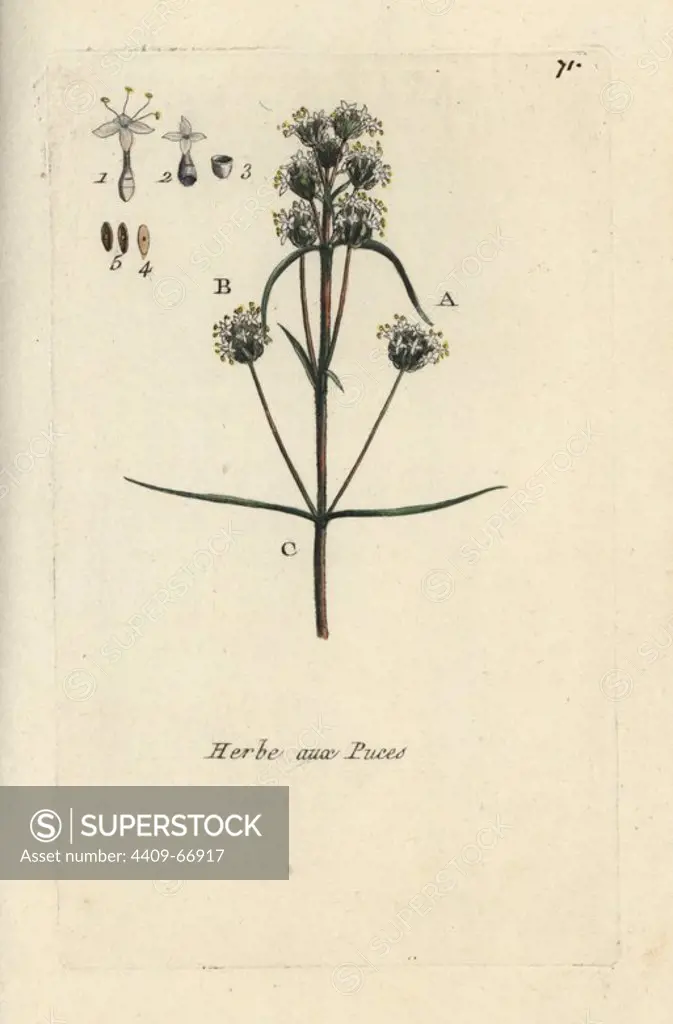 French psyllium, Plantago arenaria. Handcoloured botanical drawn and engraved by Pierre Bulliard from his own "Flora Parisiensis," 1776, Paris, P.F. Didot. Pierre Bulliard (1752-1793) was a famous French botanist who pioneered the three-colour-plate printing technique. His introduction to the flowers of Paris included 640 plants.