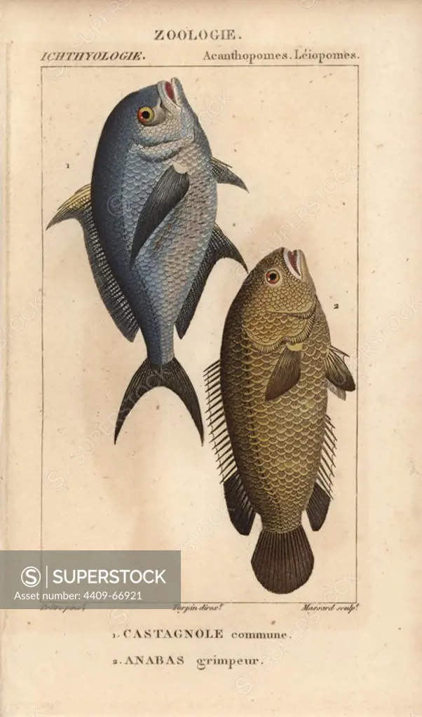 Damselfish, Chromis chromis, Castagnole commune, and climbing perch, Anabas testudineus, Anabas, grimpeur. Handcoloured copperplate stipple engraving from Jussieu's "Dictionnaire des Sciences Naturelles" 1816-1830. The volumes on fish and reptiles were edited by Hippolyte Cloquet, natural historian and doctor of medicine. Illustration by J.G. Pretre, engraved by Massard, directed by Turpin, and published by F. G. Levrault. Jean Gabriel Pretre (1780~1845) was painter of natural history at Empress Josephine's zoo and later became artist to the Museum of Natural History.