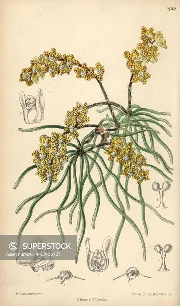 Sarcochilus luniferus, yellow orchid native to Burma. Hand-coloured botanical illustration drawn by Matilda Smith and lithographed by J.N. Fitch from Joseph Dalton Hooker's "Curtis's Botanical Magazine," 1889, L. Reeve & Co. A second-cousin and pupil of Sir Joseph Dalton Hooker, Matilda Smith (1854-1926) was the main artist for the Botanical Magazine from 1887 until 1920 and contributed 2,300 illustrations.