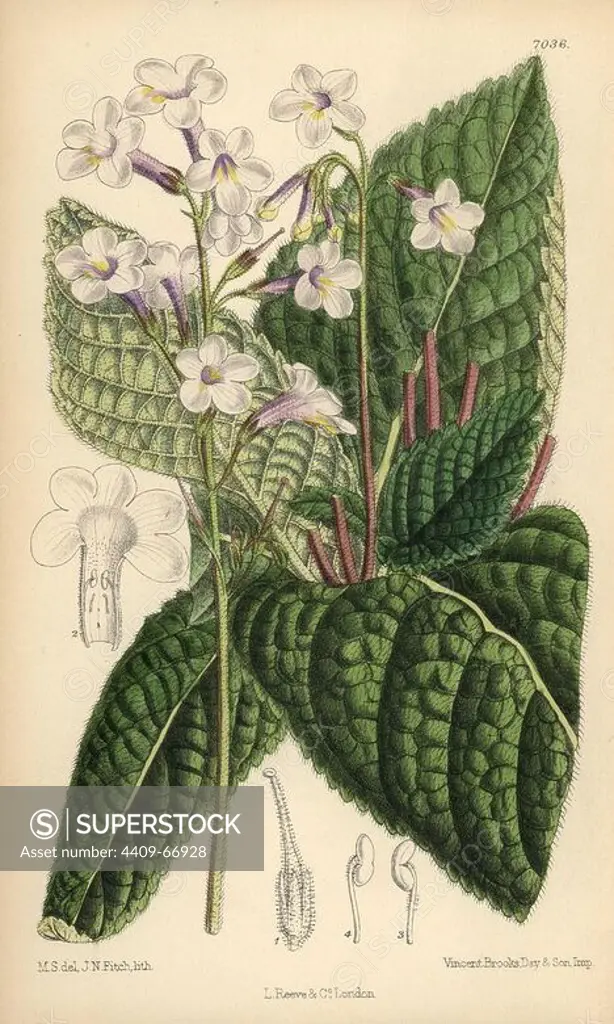 Streptocarpus parviflora, native of the Cape of Good Hope, South Africa. Hand-coloured botanical illustration drawn by Matilda Smith and lithographed by J.N. Fitch from Joseph Dalton Hooker's "Curtis's Botanical Magazine," 1889, L. Reeve & Co. A second-cousin and pupil of Sir Joseph Dalton Hooker, Matilda Smith (1854-1926) was the main artist for the Botanical Magazine from 1887 until 1920 and contributed 2,300 illustrations.