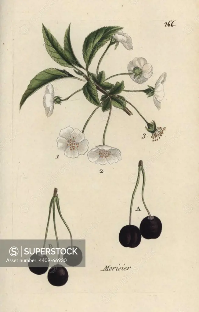 Wild cherry, Prunus avium. Handcoloured botanical drawn and engraved by Pierre Bulliard from his own "Flora Parisiensis," 1776, Paris, P. F. Didot. Pierre Bulliard (1752-1793) was a famous French botanist who pioneered the three-colour-plate printing technique. His introduction to the flowers of Paris included 640 plants.