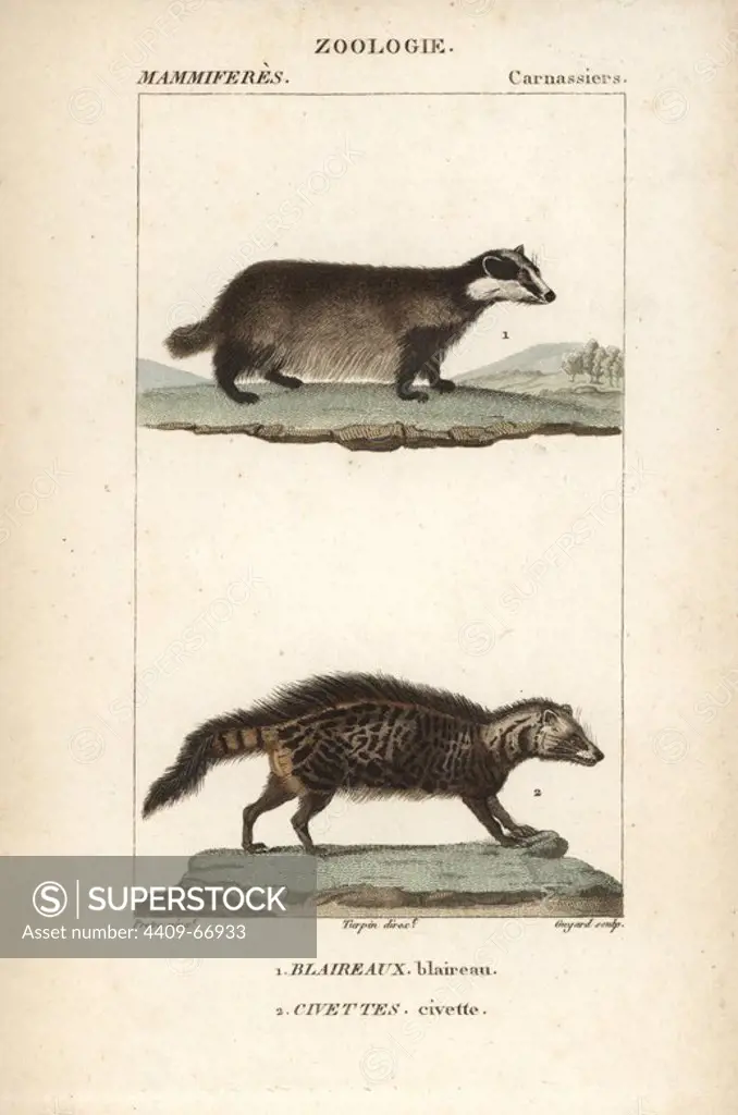 European badger, Meles meles, and civet, Civettictis civetta. Handcoloured copperplate stipple engraving from Frederic Cuvier's "Dictionary of Natural Science: Mammals," Paris, France, 1816. Illustration by J. G. Pretre, engraved by Guyard, directed by Pierre Jean-Francois Turpin, and published by F.G. Levrault. Jean Gabriel Pretre (1780~1845) was painter of natural history at Empress Josephine's zoo and later became artist to the Museum of Natural History. Turpin (1775-1840) is considered one of the greatest French botanical illustrators of the 19th century.
