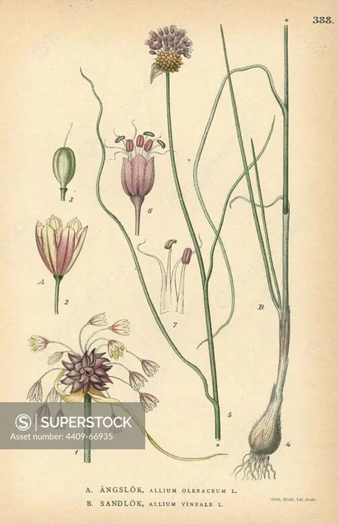 Field garlic, Allium oleraceum, and wild garlic, Allium vineale. Chromolithograph from Carl Lindman's "Bilder ur Nordens Flora" (Pictures of Northern Flora), Stockholm, Wahlstrom & Widstrand, 1905. Lindman (1856-1928) was Professor of Botany at the Swedish Museum of Natural History (Naturhistoriska Riksmuseet). The chromolithographs were based on Johan Wilhelm Palmstruch's "Svensk botanik," 1802-1843.