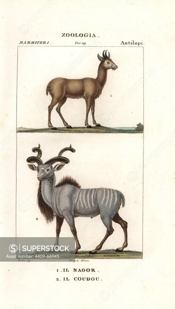 Nilgai, Boselaphus tragocamelus, and greater kudu, Tragelaphus strepsiceros. Handcoloured copperplate stipple engraving from Jussieu's "Dictionary of Natural Science," Florence, Italy, 1837. Illustration by J. G. Pretre, directed by Pierre Jean-Francois Turpin, and published by Batelli e Figli. Jean Gabriel Pretre (1780~1845) was painter of natural history at Empress Josephine's zoo and later became artist to the Museum of Natural History.