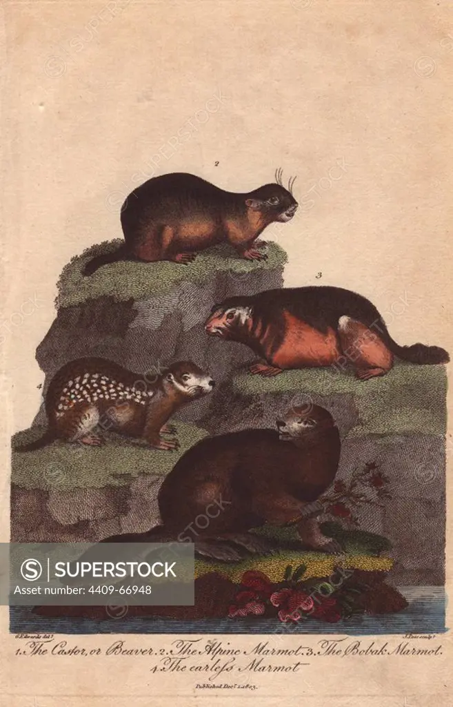 Beaver, alpine marmot, bobak marmot and earless marmot . Castor canadensis, Marmota marmota, Marmota bobak . Hand-colored copperplate engraving from a drawing by George Edwards from Ebenezer Sibly's "Universal System of Natural History" 1794. The prolific Sibly published his Universal System of Natural History in 1794~1796 in five volumes covering the three natural worlds of fauna, flora and geology. The series included illustrations of mythical beasts such as the sukotyro and the mermaid, and depicted sloths sitting on the ground (instead of hanging from trees) and a domesticated female orang utan wearing a bandana. The engravings were by J. Pass, J. Chapman and Barlow copied from original drawings by famous natural history artists George Edwards, Albertus Seba, Maria Sybilla Merian, and Johann Ihle.