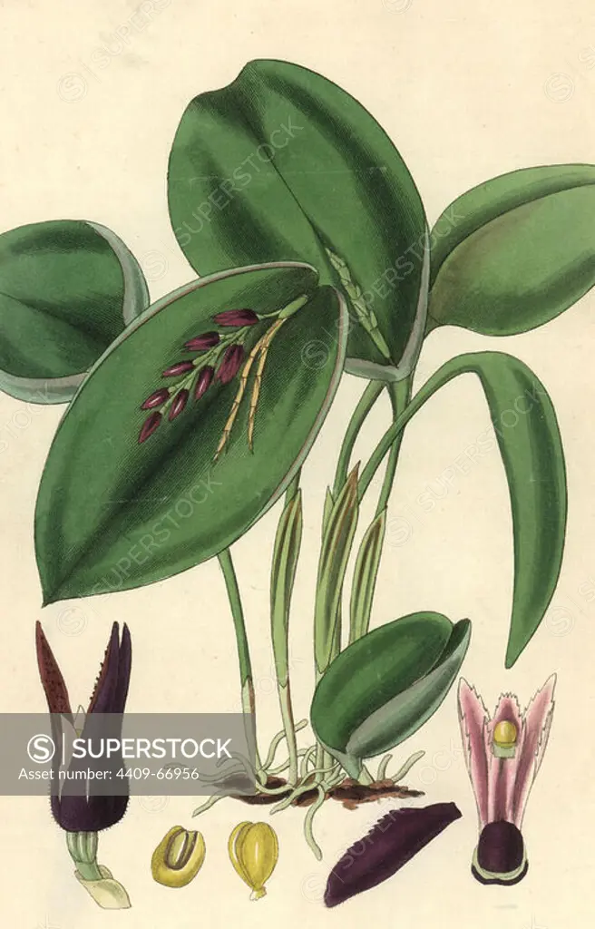 Proliferous pleurothallis orchid, Pleurothallis prolifera or Acianthera prolifera. Illustration drawn by William Jackson Hooker, engraved by Swan. Handcolored copperplate engraving from William Curtis's "The Botanical Magazine," Samuel Curtis, 1833. Hooker (1785-1865) was an English botanist, writer and artist. He was Regius Professor of Botany at Glasgow University, and editor of Curtis' "Botanical Magazine" from 1827 to 1865. In 1841, he was appointed director of the Royal Botanic Gardens at Kew, and was succeeded by his son Joseph Dalton. Hooker documented the fern and orchid crazes that shook England in the mid-19th century in books such as "Species Filicum" (1846) and "A Century of Orchidaceous Plants" (1849). A gifted botanical artist himself, he wrote and illustrated "Flora Exotica" (1823) and several volumes of the "Botanical Magazine" after 1827.