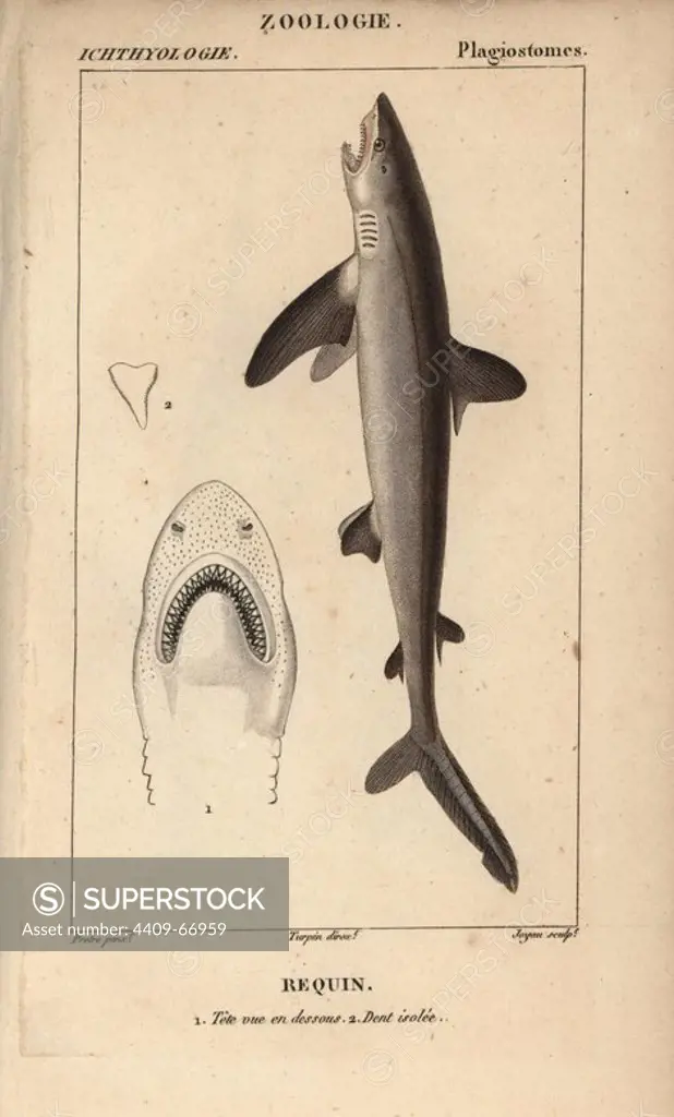 Shark, Selachimorpha, requin. Handcoloured copperplate stipple engraving from Jussieu's "Dictionnaire des Sciences Naturelles" 1816-1830. The volumes on fish and reptiles were edited by Hippolyte Cloquet, natural historian and doctor of medicine. Illustration by J.G. Pretre, engraved by Joyau, directed by Turpin, and published by F. G. Levrault. Jean Gabriel Pretre (1780~1845) was painter of natural history at Empress Josephine's zoo and later became artist to the Museum of Natural History.