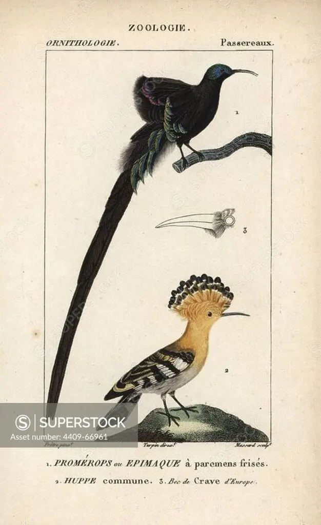 Black sicklebill, Epimachus fastosus (vulnerable), and common hoopoe, Upupa epops. Handcoloured copperplate stipple engraving from Dumont de Sainte-Croix's "Dictionary of Natural Science: Ornithology," Paris, France, 1816-1830. Illustration by J. G. Pretre, engraved by Massard, directed by Pierre Jean-Francois Turpin, and published by F.G. Levrault. Jean Gabriel Pretre (1780~1845) was painter of natural history at Empress Josephine's zoo and later became artist to the Museum of Natural History. Turpin (1775-1840) is considered one of the greatest French botanical illustrators of the 19th century.