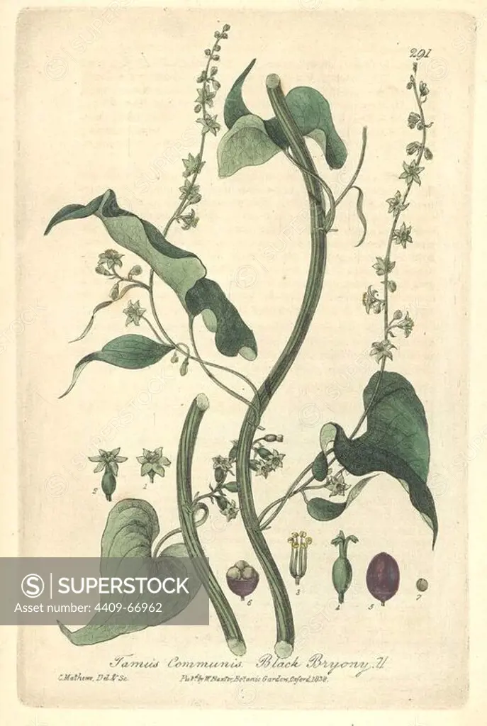 Black bryony, Tamus communis. Handcoloured copperplate drawn and engraved by Charles Mathews from William Baxter's "British Phaenogamous Botany," Oxford, 1838. Scotsman William Baxter (1788-1871) was the curator of the Oxford Botanic Garden from 1813 to 1854.