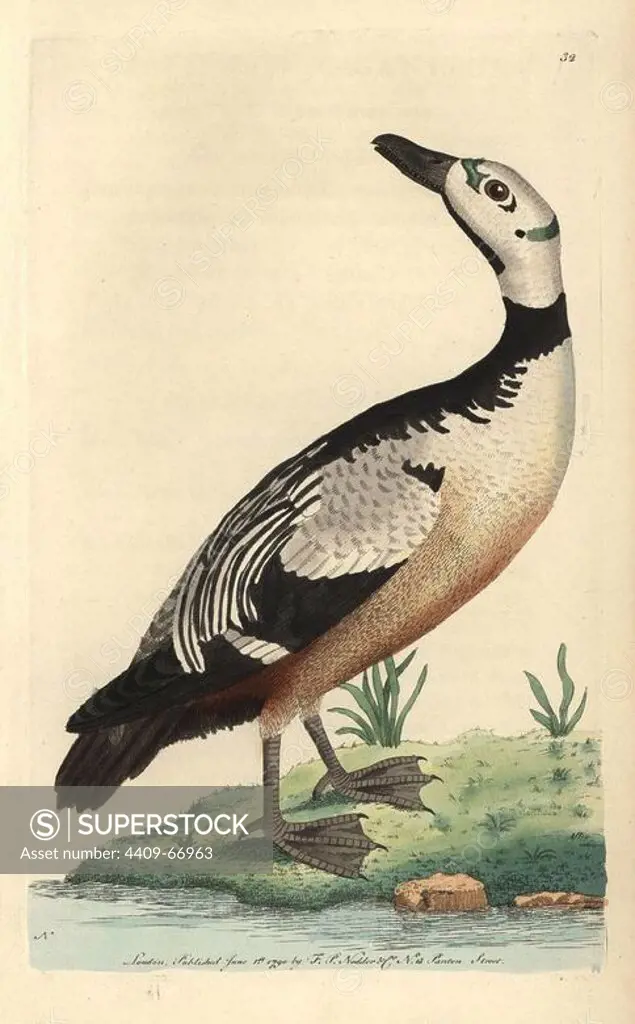 Western, variegated duck or Steller's Eider duck. Polysticta stelleri (Anas stelleri). Small duck with green markings on the head, black upperparts and neck collar, white head and brownish belly. "The elegant specimen in the Leverian Museum was the individual from which this figure was taken.". Illustration signed N (Frederick Nodder).. Handcolored copperplate engraving from George Shaw and Frederick Nodder's "The Naturalist's Miscellany" 1790.. Frederick Polydore Nodder (1751~1801) was a gifted natural history artist and engraver. Nodder honed his draftsmanship working on Captain Cook and Joseph Banks' Florilegium and engraving Sydney Parkinson's sketches of Australian plants. He was made "botanic painter to her majesty" Queen Charlotte in 1785. Nodder also drew the botanical studies in Thomas Martyn's Flora Rustica (1792) and 38 Plates (1799). Most of the 1,064 illustrations of animals, birds, insects, crustaceans, fishes, marine life and microscopic creatures for the Naturalist's M