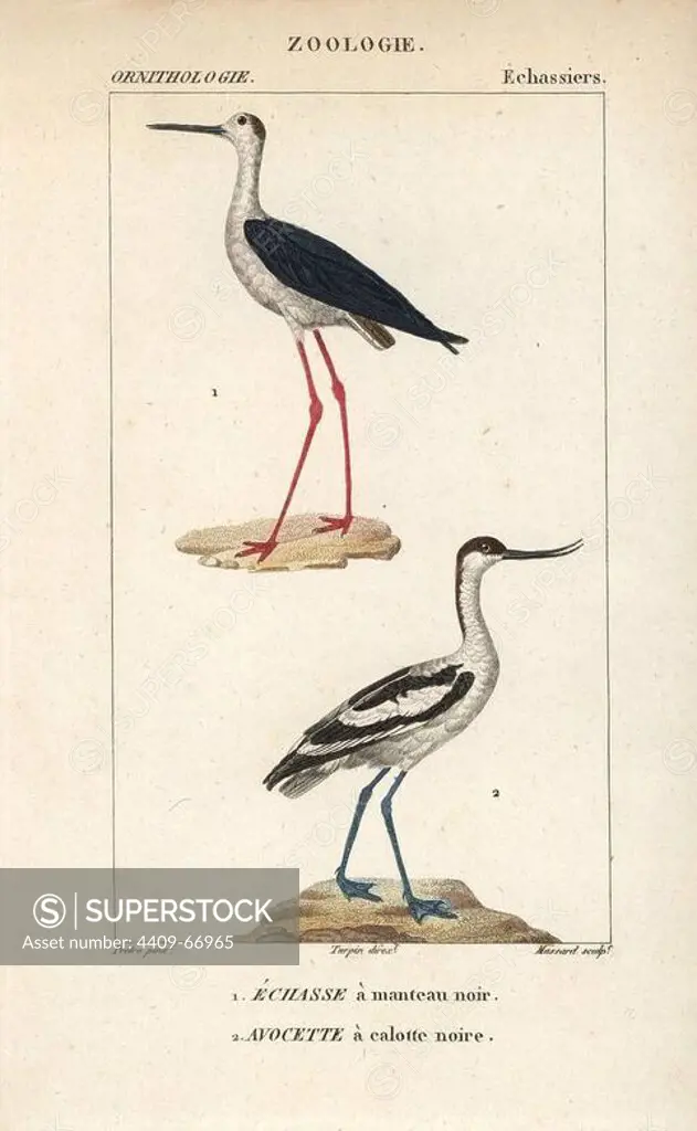 Black-winged stilt, Himantopus himantopus, and pied avocet, Recurvirostra avosetta. Handcoloured copperplate stipple engraving from Dumont de Sainte-Croix's "Dictionary of Natural Science: Ornithology," Paris, France, 1816-1830. Illustration by J. G. Pretre, engraved by Massard, directed by Pierre Jean-Francois Turpin, and published by F.G. Levrault. Jean Gabriel Pretre (1780~1845) was painter of natural history at Empress Josephine's zoo and later became artist to the Museum of Natural History. Turpin (1775-1840) is considered one of the greatest French botanical illustrators of the 19th century.