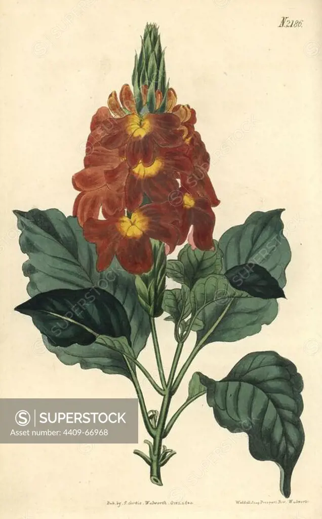 Waved-leaved crossandra, Crossandra undulaefolia. Handcoloured copperplate engraving drawn by John Curtis and engraved by Weddell from "Curtis's Botanical Magazine"1820, Samuel Curtis, Walworth, London.