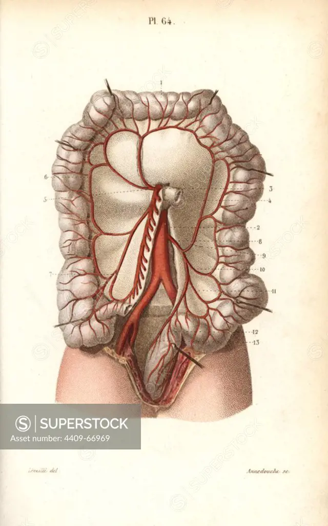Circulatory system to the intestines. Handcolored steel engraving by Annedouche of a drawing by Leveille from Dr. Joseph Nicolas Masse's "Petit Atlas complet d'Anatomie descriptive du Corps Humain," Paris, 1864, published by Mequignon-Marvis. Masse's "Pocket Anatomy of the Human Body" was first published in 1848 and went through many editions.