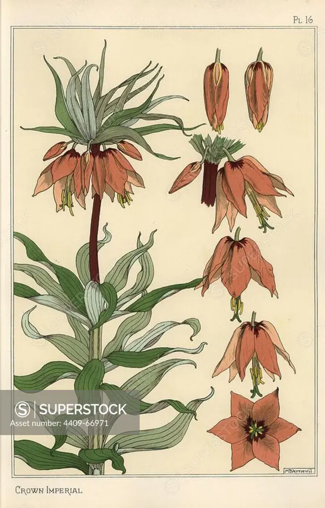 Botanical illustration of the crown imperial flower, Fritillaria imperialis. Lithograph by Verneuil with pochoir (stencil) handcoloring from Eugene Grasset's Plants and their Application to Ornament, Paris, 1897. Grasset (1841-1917) was a Swiss artist whose innovative designs inspired the art nouveau movement at the end of the 19th century.