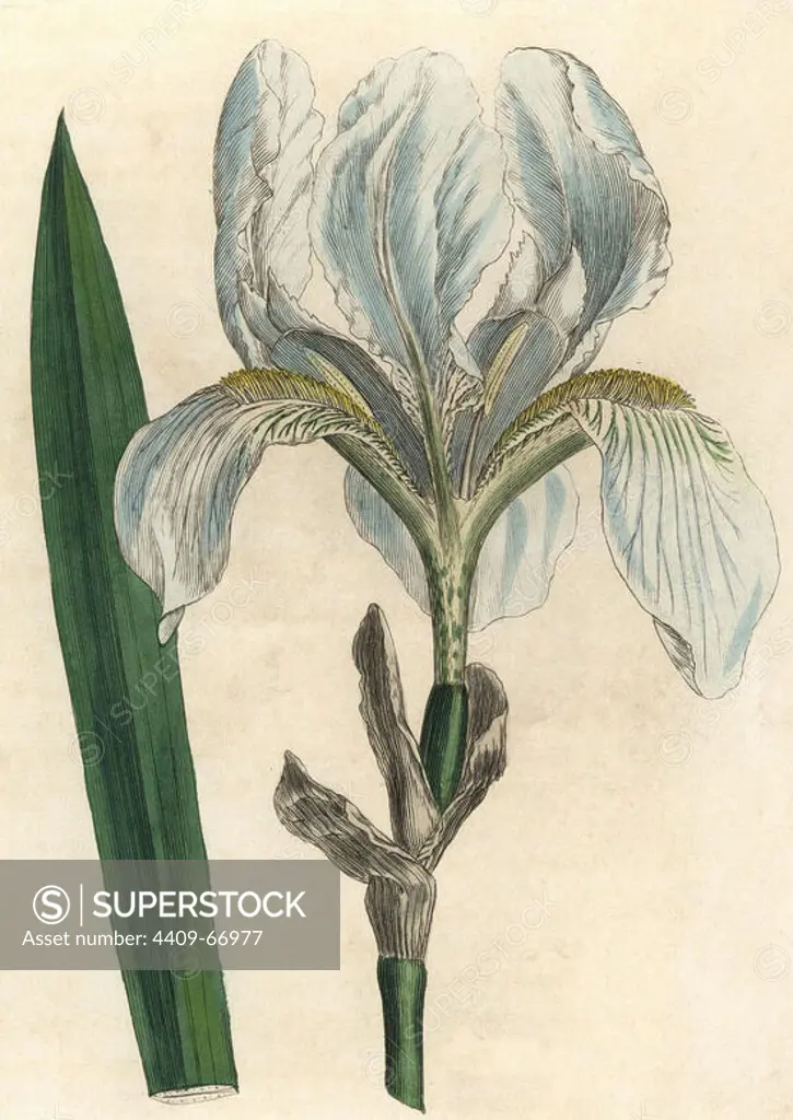 Pale blue flower and sword-like leaf of the Florentine iris, Iris florentina. Handcolored copperplate engraving from a botanical illustration by James Sowerby from William Woodville and Sir William Jackson Hooker's "Medical Botany" 1832. The tireless Sowerby (1757-1822) drew over 2,500 plants for Smith's mammoth "English Botany" (1790-1814) and 440 mushrooms for "Coloured Figures of English Fungi " (1797) among many other works.