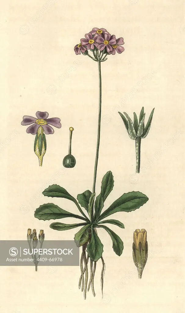 Lesser American bird's-eye or Mistassini primrose, Primula mistassinica. Illustration drawn by William Jackson Hooker, engraved by Swan. Handcolored copperplate engraving from William Curtis's "The Botanical Magazine," Samuel Curtis, 1830. Hooker (1785-1865) was an English botanist, writer and artist. He was Regius Professor of Botany at Glasgow University, and editor of Curtis' "Botanical Magazine" from 1827 to 1865. In 1841, he was appointed director of the Royal Botanic Gardens at Kew, and was succeeded by his son Joseph Dalton. Hooker documented the fern and orchid crazes that shook England in the mid-19th century in books such as "Species Filicum" (1846) and "A Century of Orchidaceous Plants" (1849). A gifted botanical artist himself, he wrote and illustrated "Flora Exotica" (1823) and several volumes of the "Botanical Magazine" after 1827.