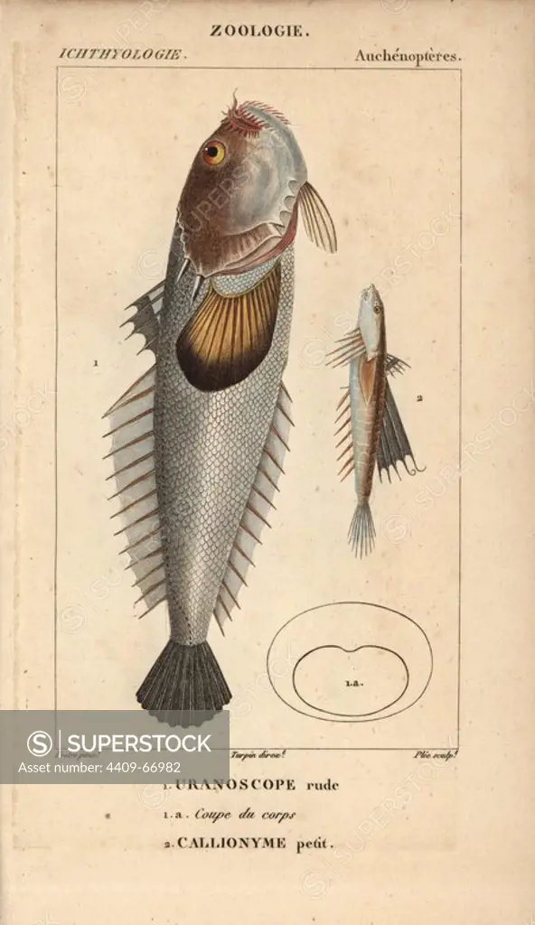 Stargazer, Uranoscope rude, Uranoscopus scaber and dragonet, Callionyme petit, Callionymus lyra. Handcoloured copperplate stipple engraving from Jussieu's "Dictionnaire des Sciences Naturelles" 1816-1830. The volumes on fish and reptiles were edited by Hippolyte Cloquet, natural historian and doctor of medicine. Illustration by J.G. Pretre, engraved by Plee, directed by Turpin, and published by F. G. Levrault. Jean Gabriel Pretre (1780~1845) was painter of natural history at Empress Josephine's zoo and later became artist to the Museum of Natural History.