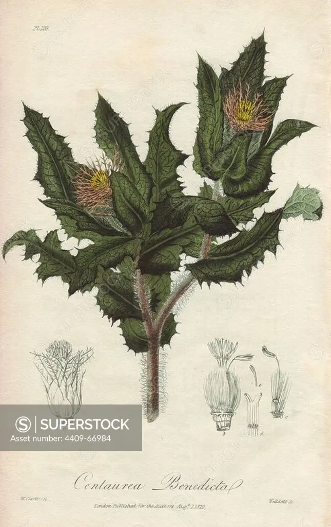 Blessed thistle, Cnicus benedicta. Handcoloured botanical illustration drawn by William Clark and engraved on steel by Weddell from John Stephenson and James Morss Churchill's "Medical Botany: or Illustrations and descriptions of the medicinal plants of the London, Edinburgh, and Dublin pharmacopias," John Churchill, London, 1831. William Clark was former draughtsman to the London Horticultural Society and illustrated many botanical books in the 1820s and 1830s.