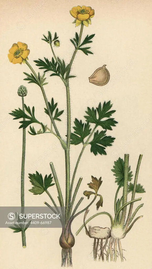 St Anthony's turnip or bulbous buttercup, Ranunculus bulbosus. Chromolithograph from Carl Lindman's "Bilder ur Nordens Flora" (Pictures of Northern Flora), Stockholm, Wahlström & Widstrand, 1905. Lindman (1856-1928) was Professor of Botany at the Swedish Museum of Natural History (Naturhistoriska Riksmuseet). The chromolithographs were based on Johan Wilhelm Palmstruch's "Svensk botanik" (1802-1843).