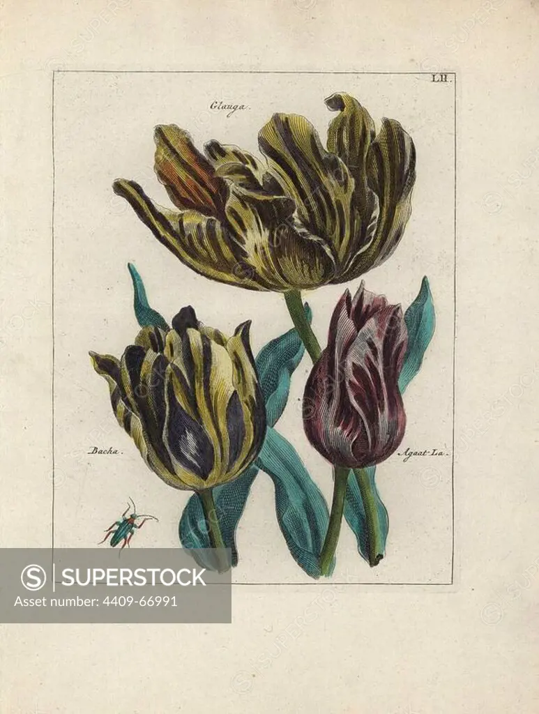 Glauga, Bacha and Agaat-La tulip varieties, Tulipa gesneriana, with beetle. Handcoloured copperplate botanical engraving from "Nederlandsch Bloemwerk" (Dutch Flower Arrangements), Amsterdam, J.B. Elwe, 1794. The artist of the fine plates is a mystery: the title bouquet has the signature of Paul Theodor van Brussel (1754-1795), the Dutch flower painter, and one auricula is "drawn from life" by A. Bres. According to Hunt, 30 plates show the influence of the famous French artist Nicolas Robert (1614-1685).