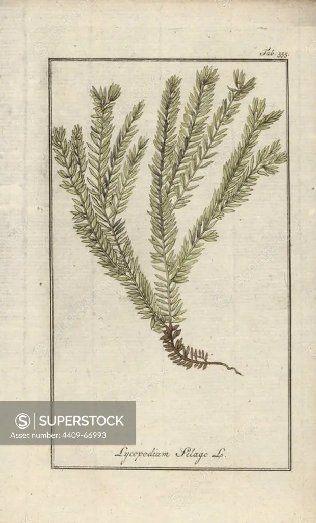 Clubmoss or groundpine, Lycopodium clavatum. Handcoloured copperplate botanical engraving from Johannes Zorn's "Afbeelding der Artseny-Gewassen," Jan Christiaan Sepp, Amsterdam, 1796. Zorn first published his illustrated medical botany in Nurnberg in 1780 with 500 plates, and a Dutch edition followed in 1796 published by J.C. Sepp with an additional 100 plates. Zorn (1739-1799) was a German pharmacist and botanist who collected medical plants from all over Europe for his "Icones plantarum medicinalium" for apothecaries and doctors.