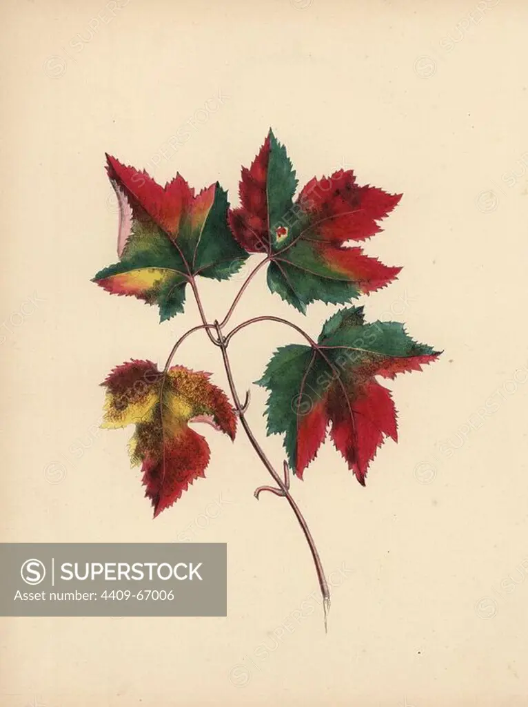 Autumn leaves in green, gold, crimson and brown. Red maple leaves (Acer rubrum). Illustration by Clarissa Badger, nee Munger, from "Wild Flowers, Drawn and Colored from Nature," New York, 1859. Clarissa Munger (1806-1889) was born into an artistic family in East Guilford, Connecticut. Her father George was an engraver and miniaturist, and her sister Caroline painted portraits. Clarissa married the Rev. Milton Badger in 1828, and in 1848 published "Forget Me Not" with original watercolors, believed to be the prototype "Wild Flowers" (1859) with 22 lithographs and "Floral Belles" (1867) with 16 plates.
