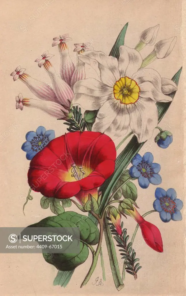 Hepatica, poet's narcissus, scarlet ipomoea, anemone japonica and erica. Lithograph designed and coloured by James Andrews from Robert Tyas' "Flowers from Foreign Lands," London, 1853, Houlston and Stoneman. Little is known about the artist James Andrews (1801~1876) apart from his work. This gifted artist taught flower-painting to young ladies and published a treatise Lessons in Flower Painting in 1835. Blunt calls him "an illustrator of sentimental flower books," but admits that he was "very talented." His signature JA can be found in many botanical gift books for publisher Robert Tyas from The Sentiment of Flowers (1836) to Flowers from Foreign Lands (1853). He went on to illustrate Mrs. Lee's Trees, Plants and Flowers (1854), Edward Henderson's Illustrated Bouquet (1857~1864), and Rev. Honywood Dombrain's Floral Magazine (1862~1866). He also provided the illustrations for the gardening magazine The Florist, Fruitist and Garden Miscellany, which ran from 1848 to 1857.