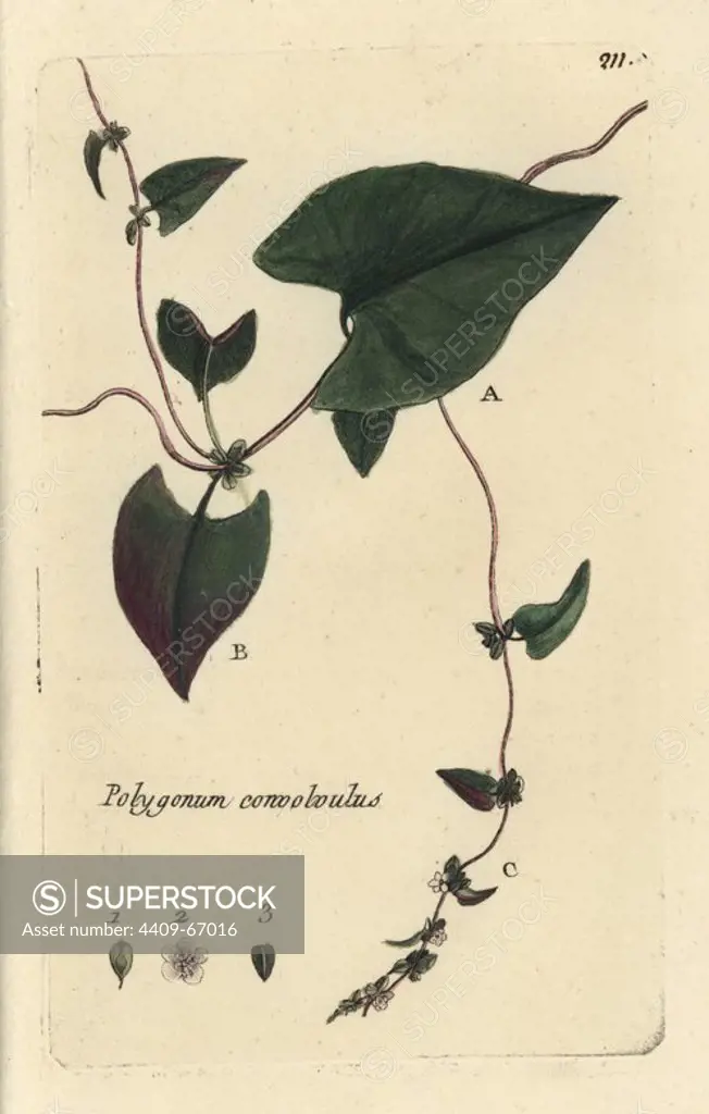 Black bindweed, Fallopia convolvulus. Handcoloured botanical drawn and engraved by Pierre Bulliard from his own "Flora Parisiensis," 1776, Paris, P. F. Didot. Pierre Bulliard (1752-1793) was a famous French botanist who pioneered the three-colour-plate printing technique. His introduction to the flowers of Paris included 640 plants.