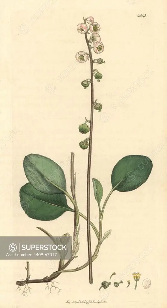 Rose-coloured wintergreen, Pyrola minor. Handcoloured copperplate engraving from a drawing by James Sowerby for Smith's "English Botany," London, 1813. Sowerby was a tireless illustrator of natural history books and illustrated books on botany, mycology, conchology and geology.